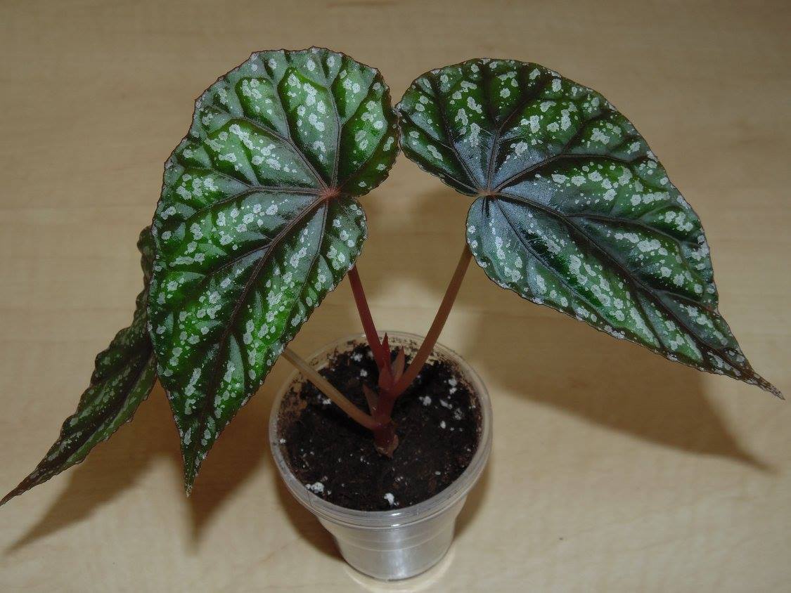B. handelii var. prostrata